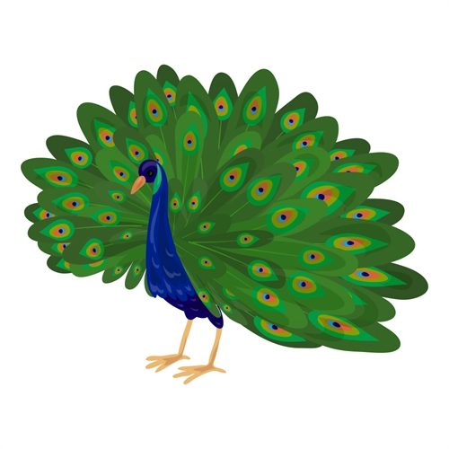 Jungle Safari Colorful Peacock Transparent Sticker